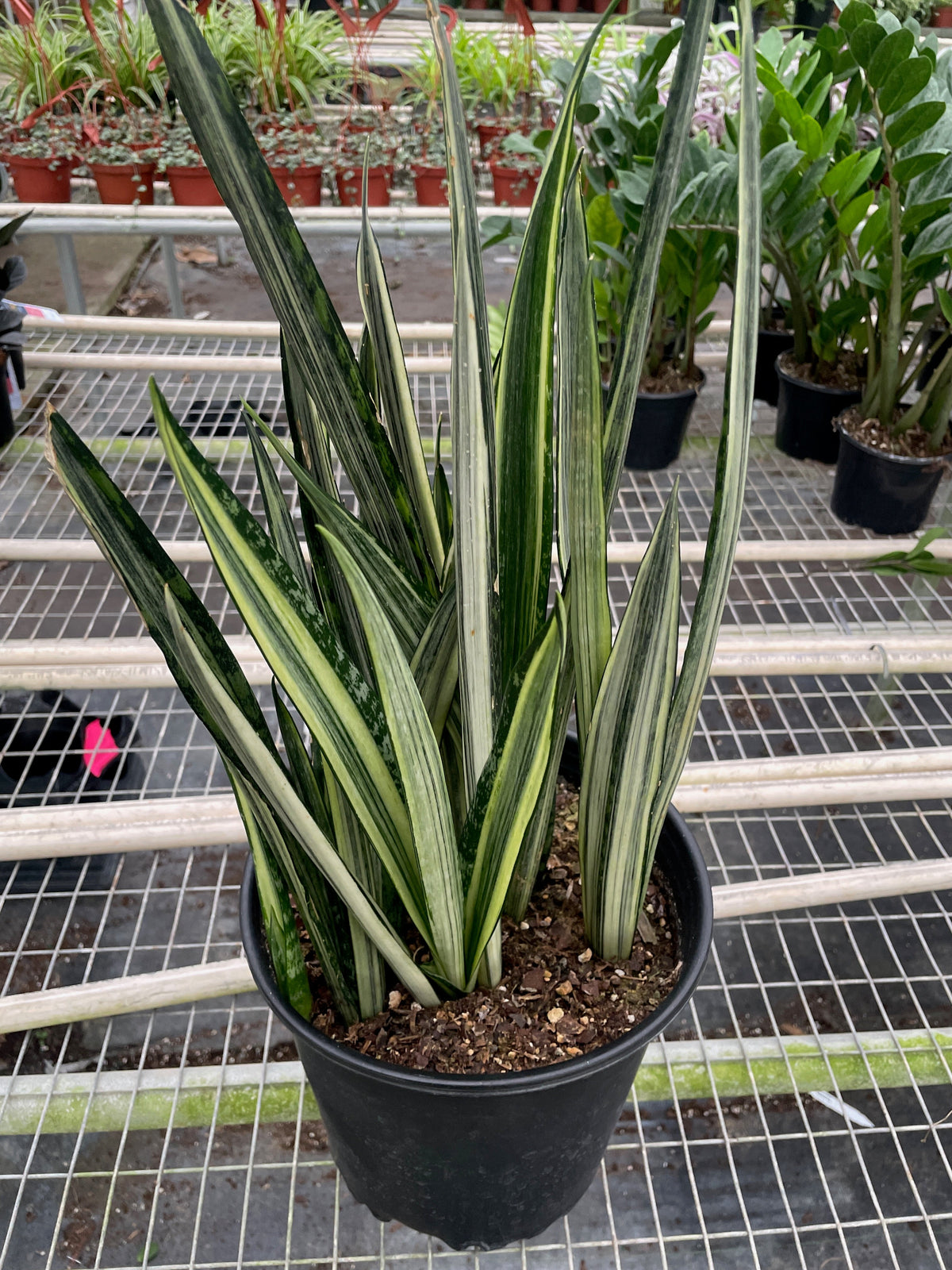 buy snake 'bantel's sensation' live houseplant 6" pot online, rare rhs award-winning cultivar with slender evergreen leaves and crisp vertical white banding, easy care and adapts to various indoor light levels, slow-growing clumping form ideal for desk or floor display, elegant nature-inspired gift for home decor enthusiasts