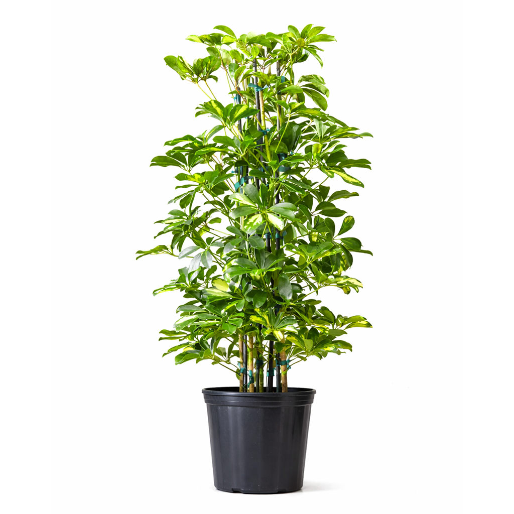 Variegated Schefflera Arboricola Dwarf Umbrella Tree Live Plant, Easy Care Indoor Tropical Plant, Air purifying variegated plants