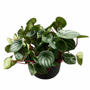 houseplant for sale, easy to care houseplant for home and office decoration, Peperomia Watermelon for sale