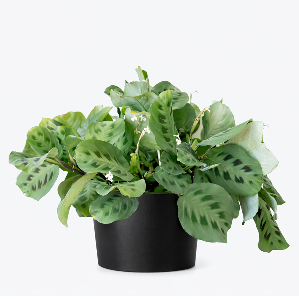Maranta Green Prayer Plant, Rabbit Tracks for sale online, Easy to grow houseplants, Types of Colorful Foliage Plants, indoor houseplant, colorful foliage houseplant