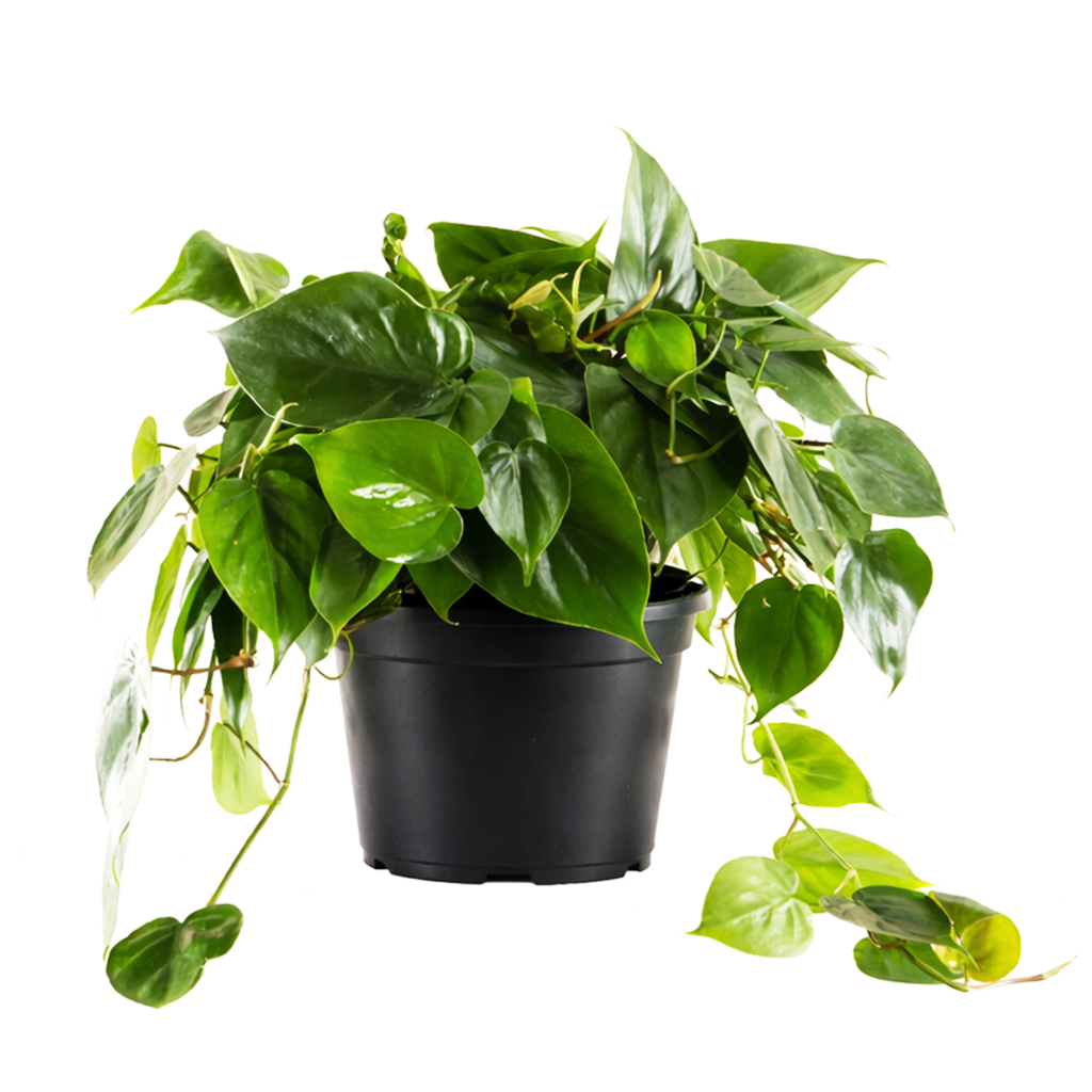 Philodendron Cordatum, philodendron cordatum care, cordatum philodendron, caring for an philodendron cordatum