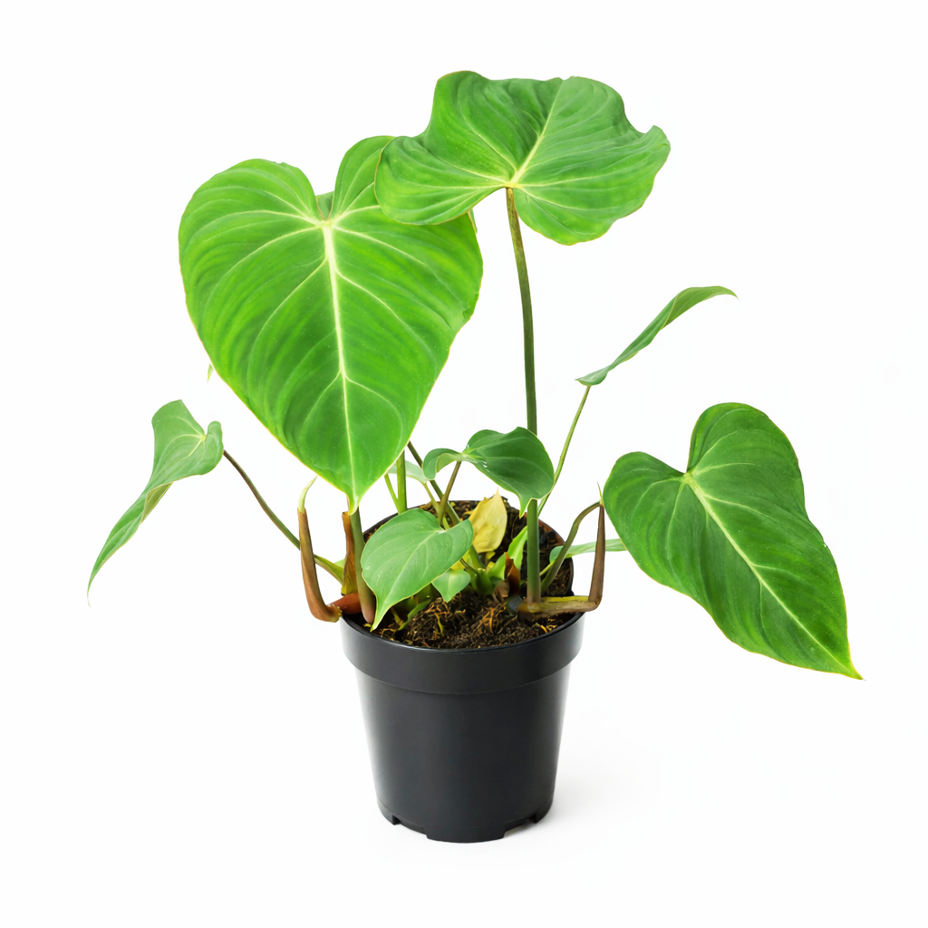 philodendron gloriosum new leaf Philodendron Gloriosum Heart-shaped Leaves, Easy Care Indoor Plants 6" Pot by Succulents Box