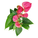 Anthurium Pink, Anthurium Flowers, Flowering Houseplants, Colorful Flowering Houseplants, Indoor Houseplants, Air Purifying Houseplant, Best Plants for Beginners, Easy Care Houseplant, Anthurium Plant Care Guide
