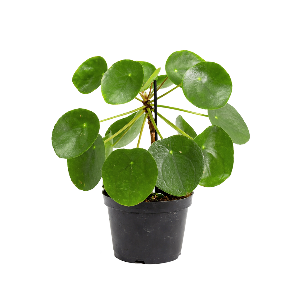 Pilea peperomioides, Chinese Money Plant, perennial herb plant, unique foliage houseplant, easy to care for plants for beginners