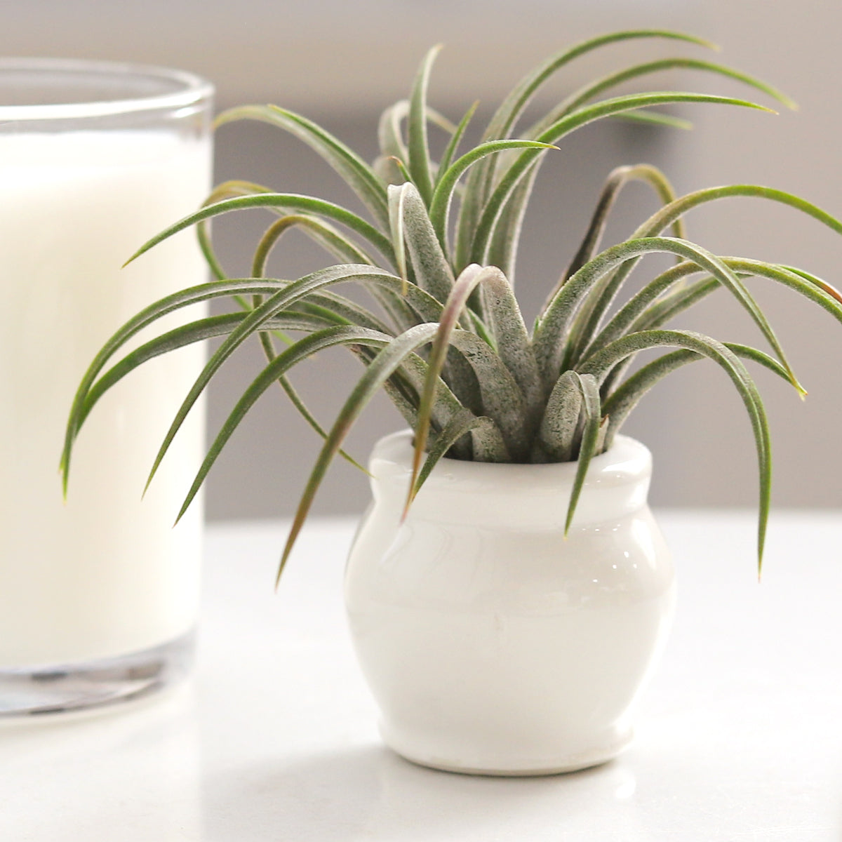 white air planter Rotund White Ceramic Mini Air Plant Holder - Tabletop Modern Planter