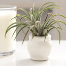 white ceramic mini air plant holder, air plant holder, mini pot for plant, mini pot for air plants, mini pot for succulents, compact-design air plant pot, small pot for succulents and air plants