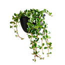  Peperomia Hope care guide, medium-light houseplant, houseplant for hanging baskets, light and watering requirement for Peperomia Hope