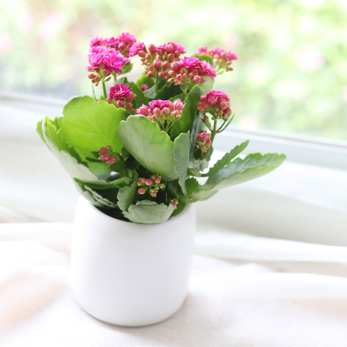 flowering succulents kalanchoe Kalanchoe blossfeldiana 'Calandiva Purple'