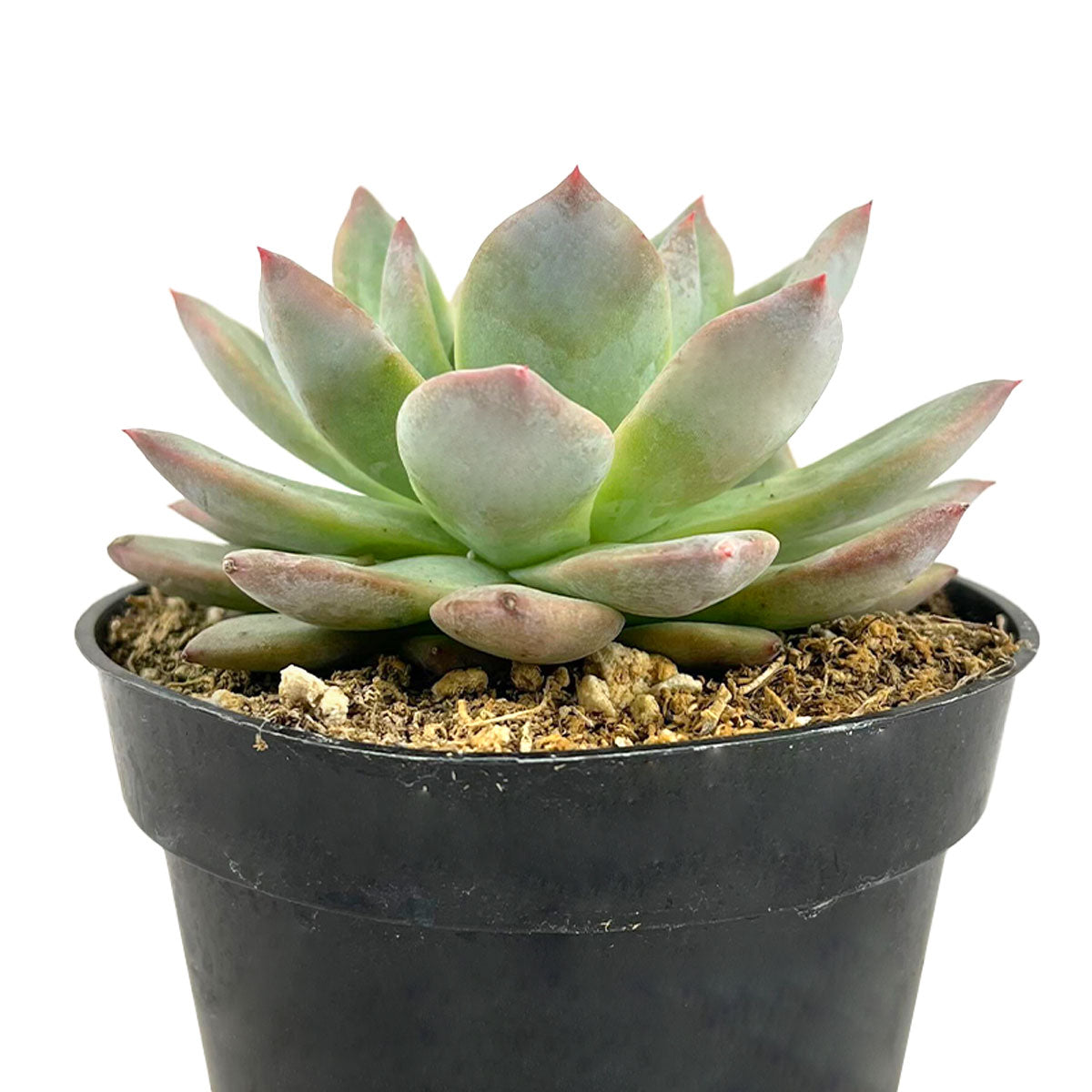 Echeveria Blue Bird  inch grower pot for sale online, Best Rosette Succulent for Wedding Party Favors, Succulents for Sale USA
