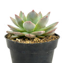 Echeveria Blue Bird  inch grower pot for sale online, Best Rosette Succulent for Wedding Party Favors, Succulents for Sale USA