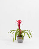 Bromeliad Guzmania