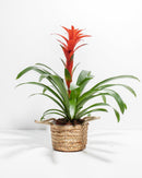 Bromeliad Guzmania