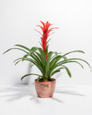 Bromeliad Guzmania