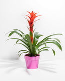 Bromeliad Guzmania