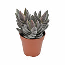Crassula alba Garnet Lotus Succulent 2in/ 4in for sale, Buy rosette-forming succulent plant for wedding decor, Uniqe black succuent gift ideas