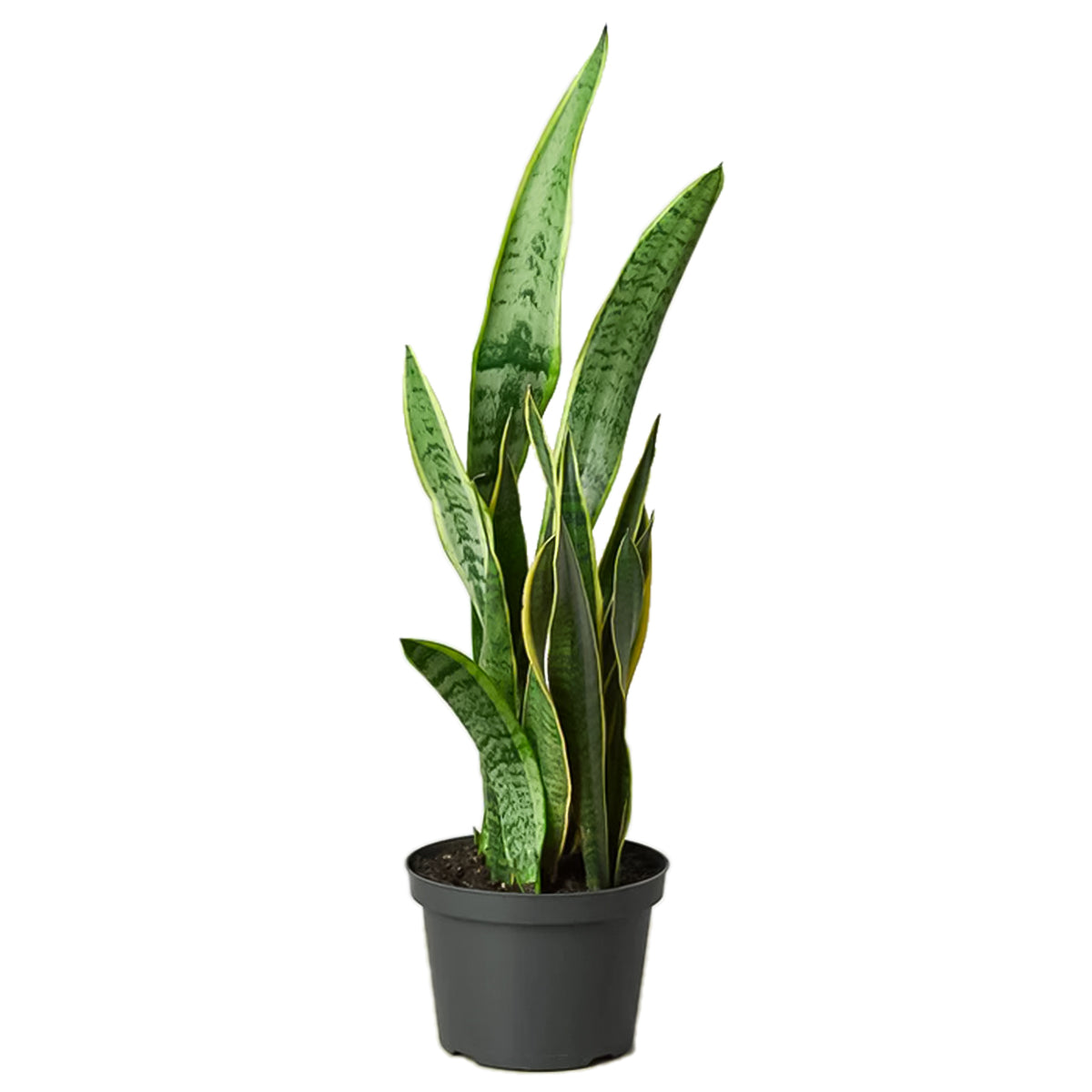 best place to buy outdoor plants online, Snake Plant Sansevieria Laurentii 6 inch, Snake Plant Sansevieria Laurentii 6 inch for sale, buy Snake Plant Sansevieria Laurentii online
