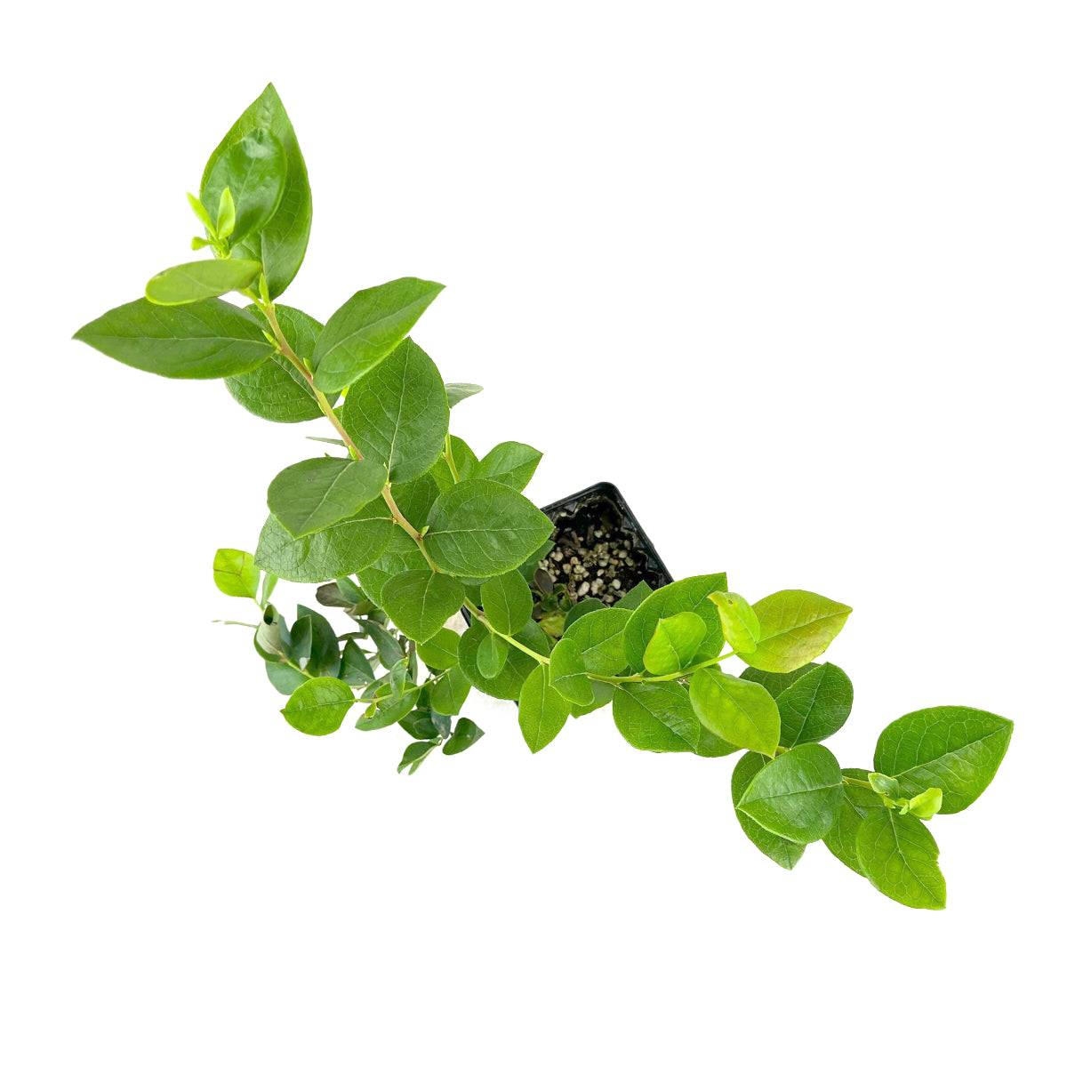 Blueberry Vaccinium Emerald for sale, Blueberry Vaccinium Emerald live plant near me, Blueberry Vaccinium Emerald in ca