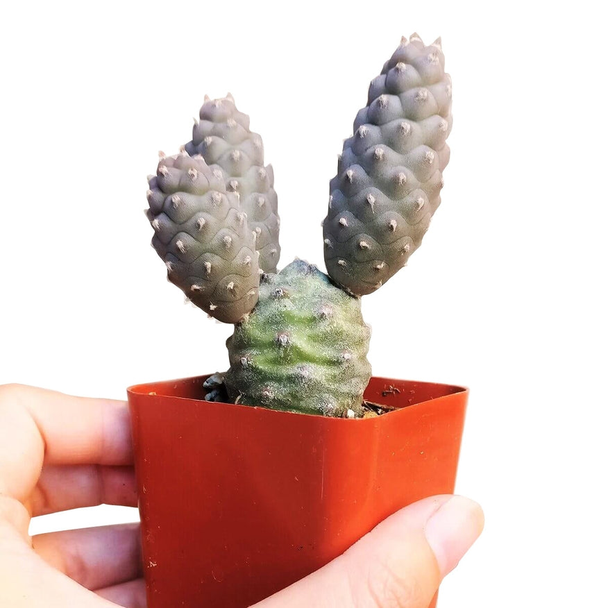 types of little cactus Cactus Pack 2 Succulents / Plastic Pot
