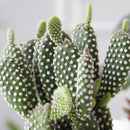  succulent care guide, succulent care tips, succulent plant, succulent care, Succulents shop near me, how to grow succulents, succulents shop in California, cactus, cactus succulent