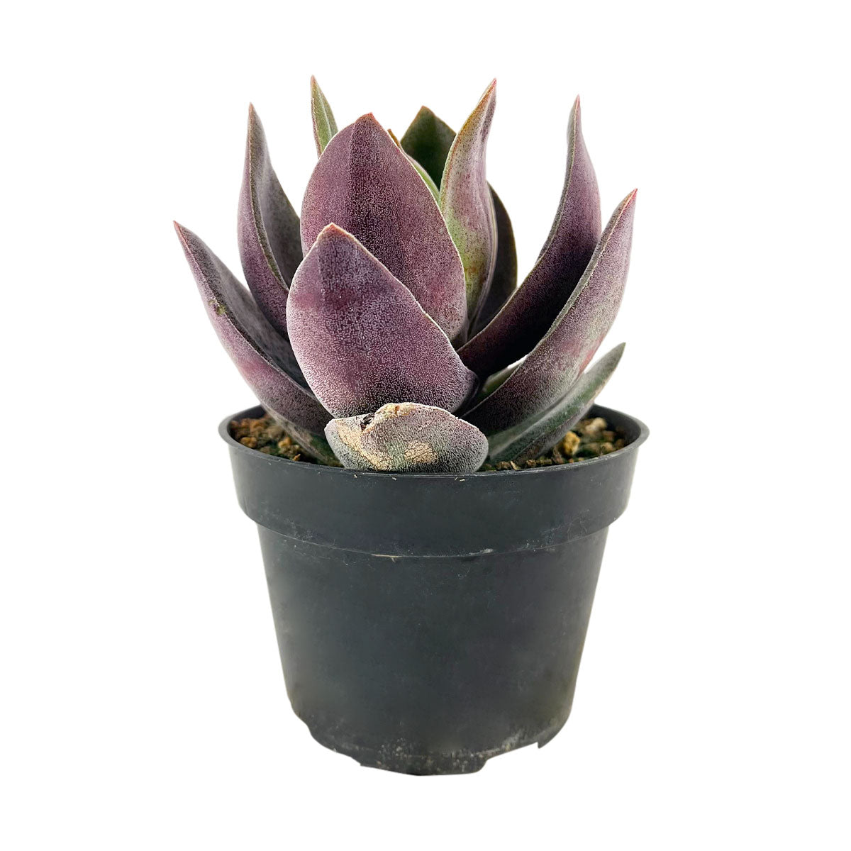 purple succulents, 2 inch succulents, 4 inch succulents, unique succulents for sale