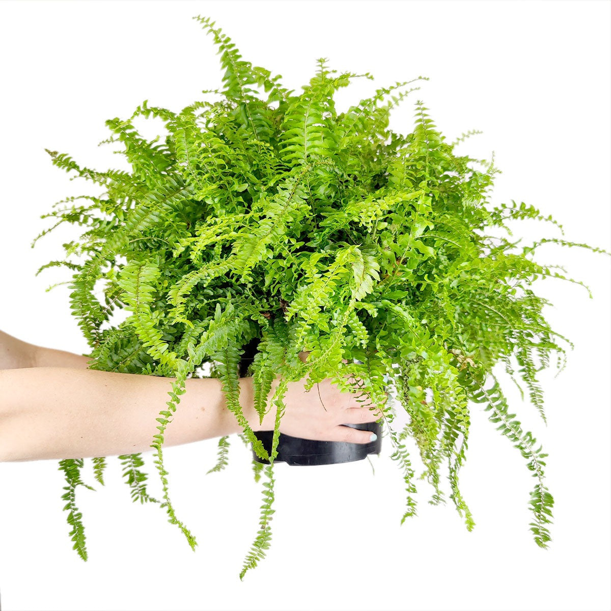 Jester's Crown Fern, Nephrolepis exaltata, ruffled Boston Fern, curly Boston Fern, compact Boston Fern, 4 inch Boston Fern, small fern plant, 4" purifying plant, 6 inch fern pot, 6" air purifier plant