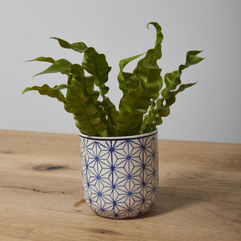 Decorative Houseplant Pot for Sale Online