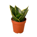 buy snake plant emerald star live houseplant 4" pot online, dense rosette of sword-like variegated green blades with yellow outline, air-purifying indoor tropical plant, virtually indestructible and beginner-friendly, refined upright silhouette complements minimalist or bohemian interiors, a classic gift that thrives for years with little care