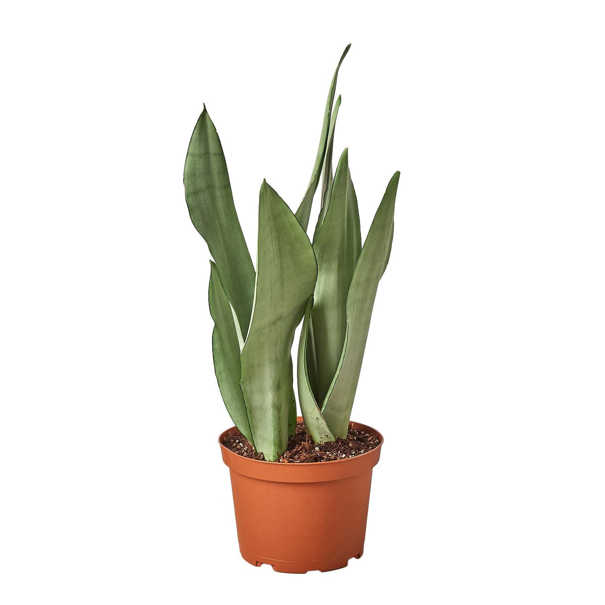 Snake Plant Moonshine 6 inch