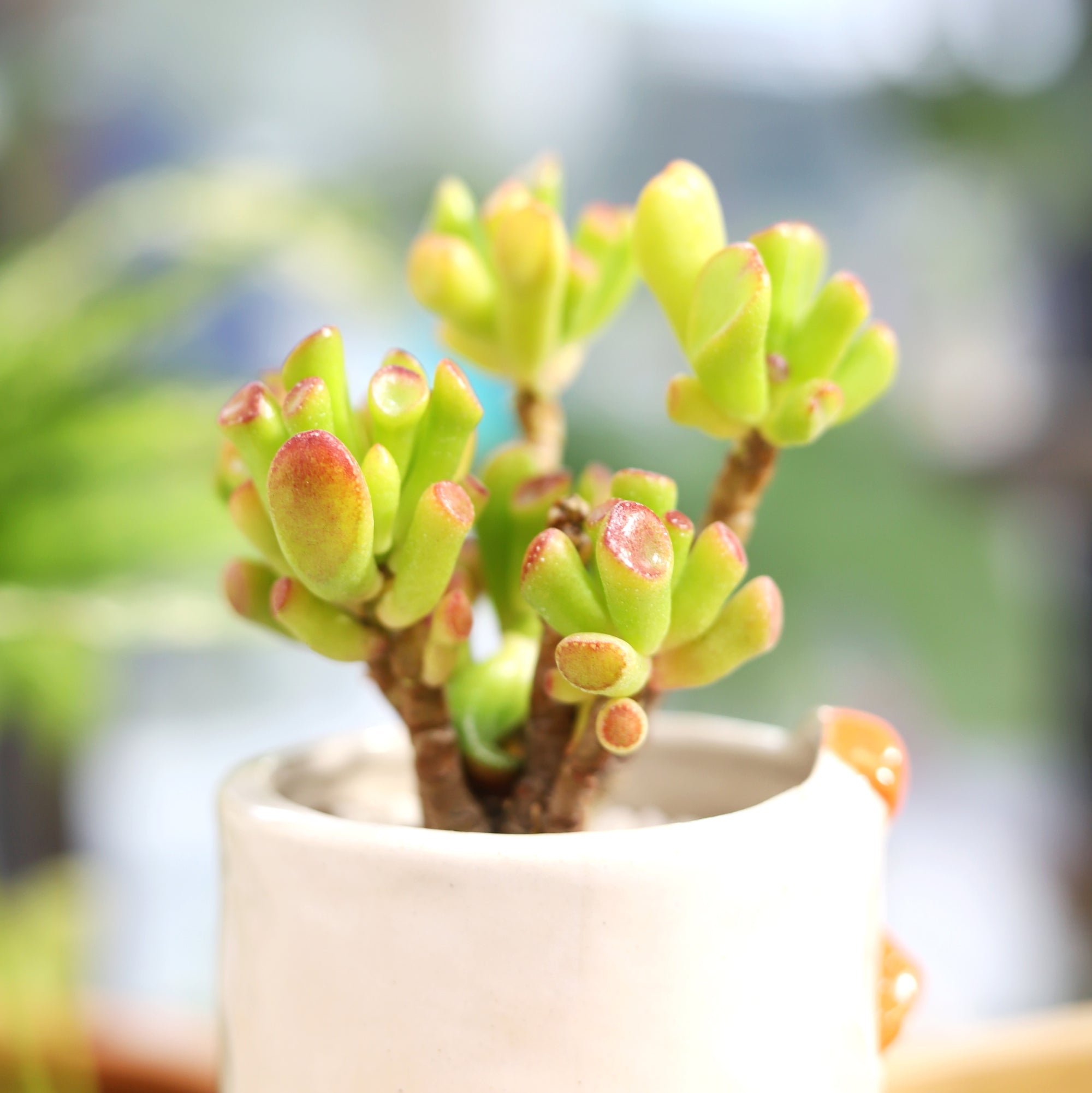 Gollum Jade Crassula in punny can for sale online, live succulent as gift