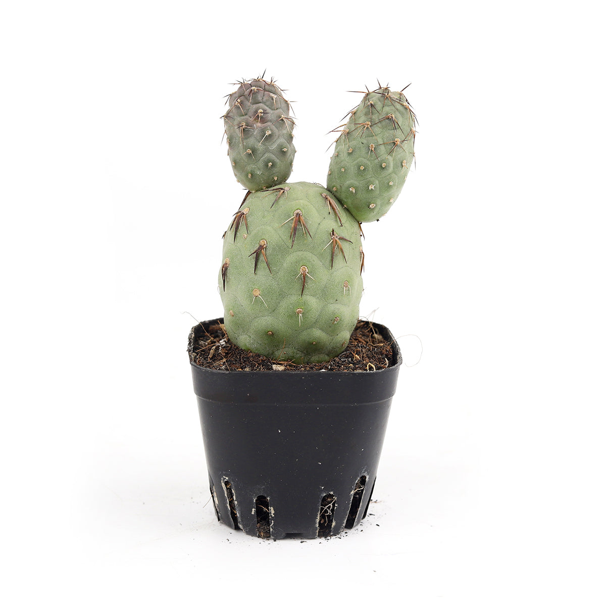 Tephrocactus Geometricus, rare cactus, rare cactus for sale, rare cactus for sale near me, low maintenance cactus
