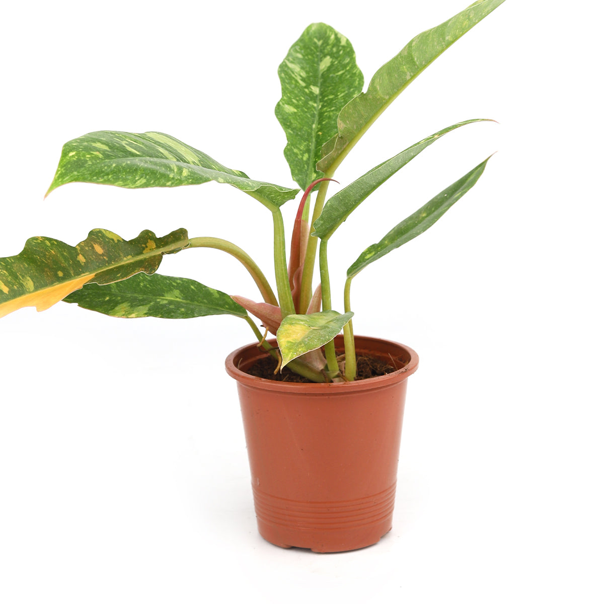 philodendron ring of fire, 4 inch philodendron ring of fire, 4 inch houseplants, houseplant for sale, philodendron ring of fire care