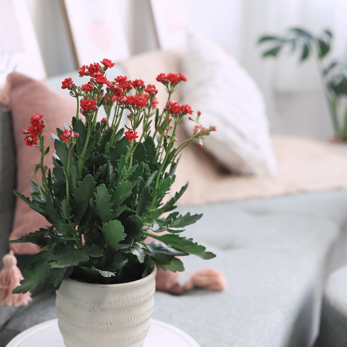 red blooming succulents Kalanchoe blossfeldiana 'Calandiva Red' | Houseplant Decor