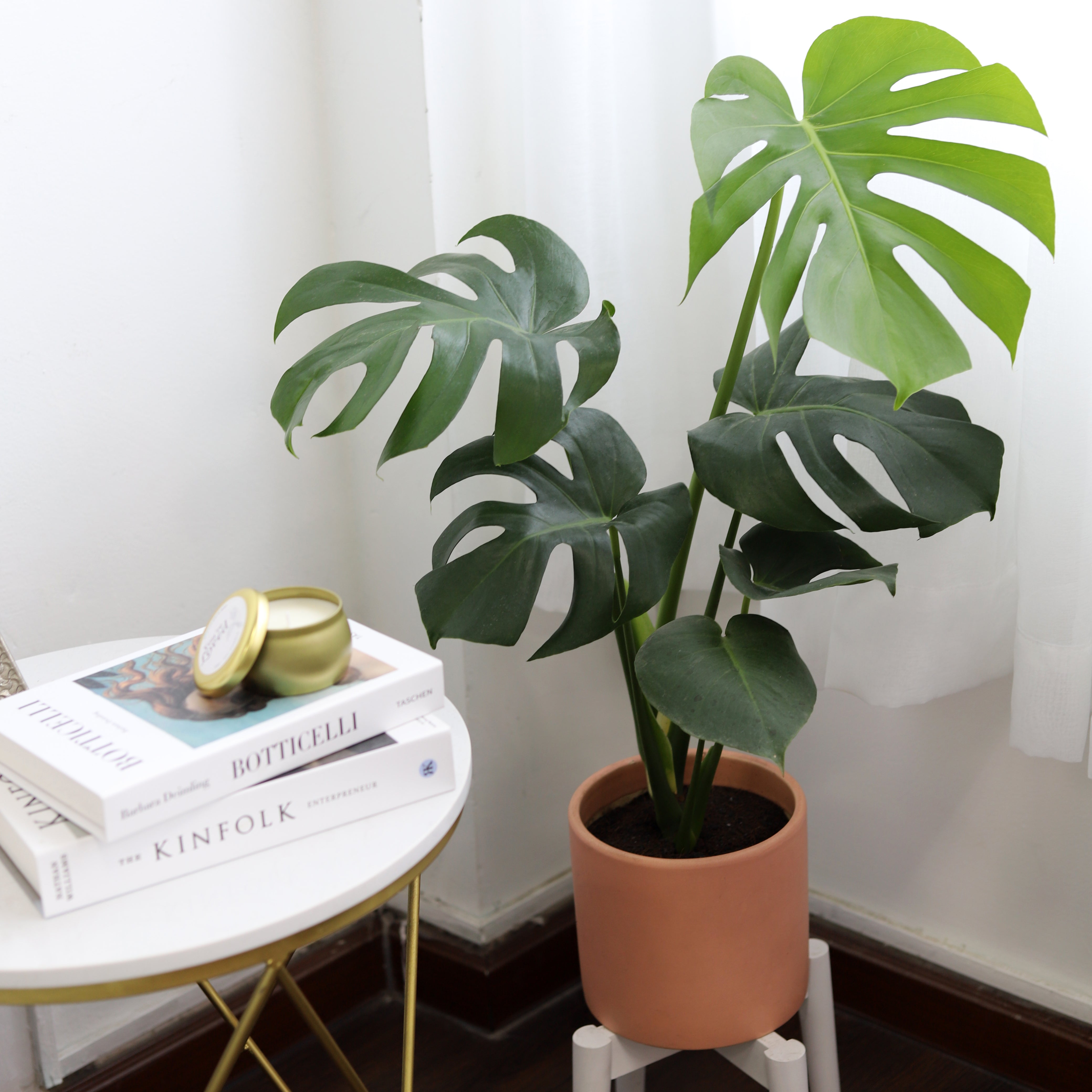 monstera deliciosa plant for sale Monstera Deliciosa