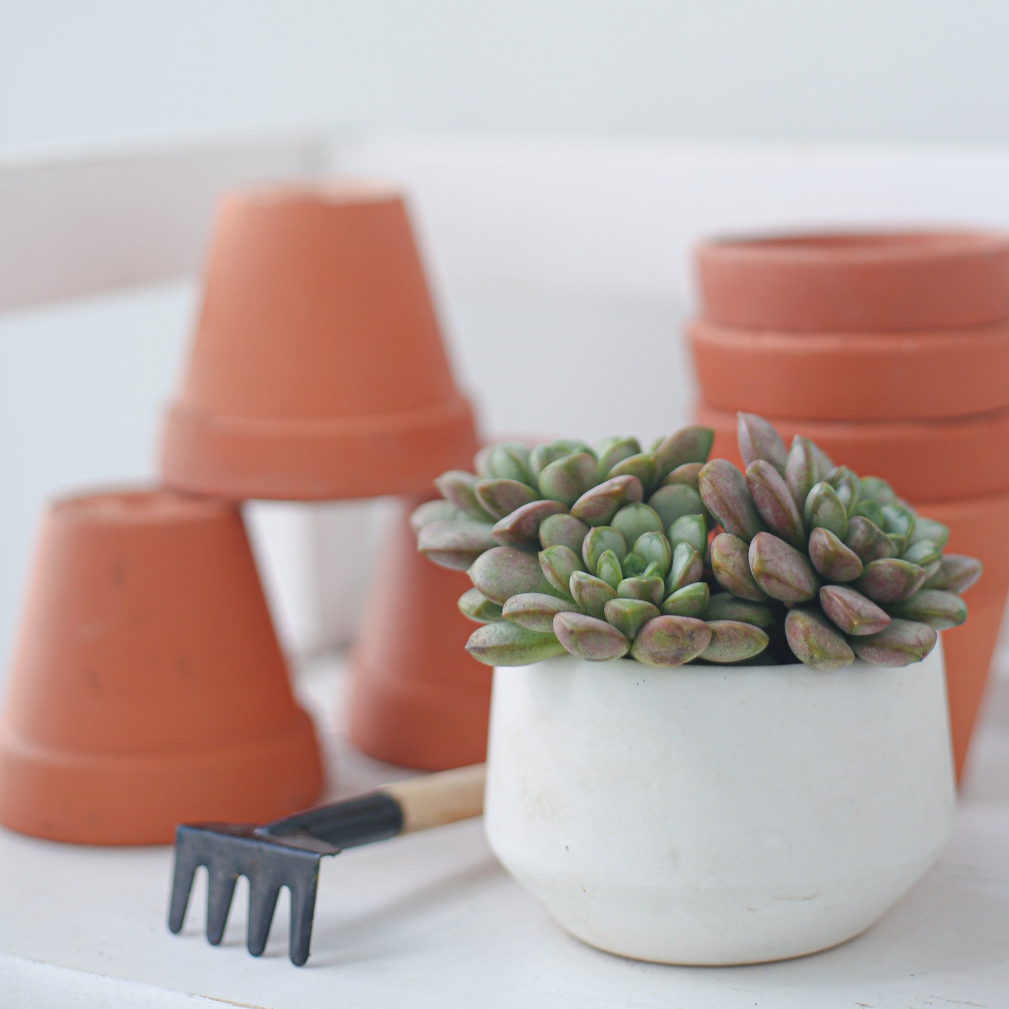 Graptoveria Amethorum for sale, 2 inch succulents, small succulents for sale, succulents near me, buy succulents online