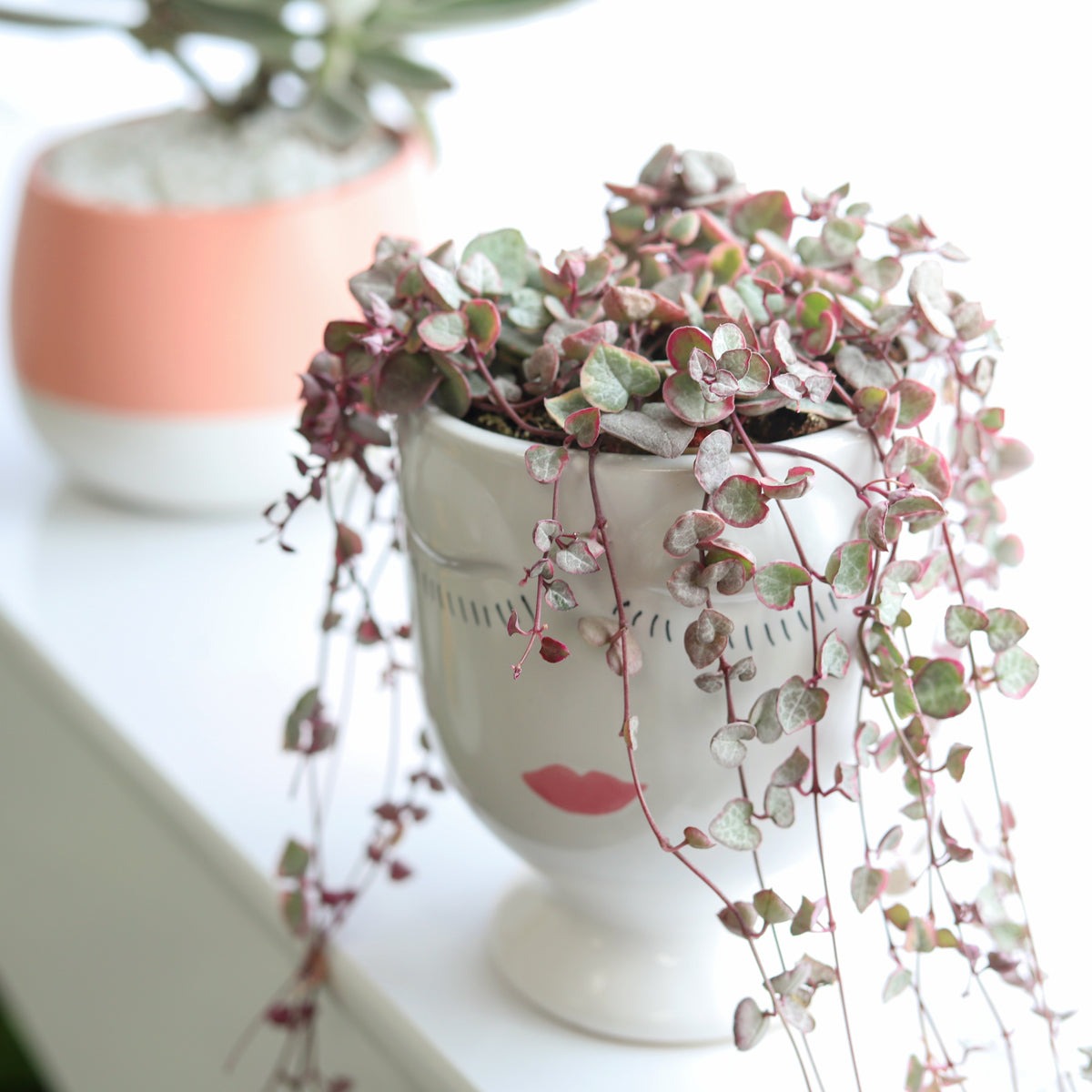 String of Hearts Variegated