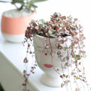 String of Hearts Variegated