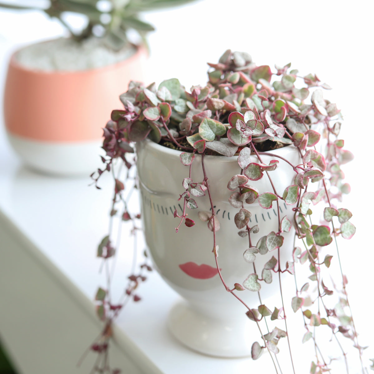 Variegated String of Hearts in decorative ceramic pot, Live string succulent decor ideas