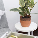 Terra Cotta Containers for live plants, Indoor Outdoor Plant Pot, 5.5 inch terracotta pot with modern design for home office