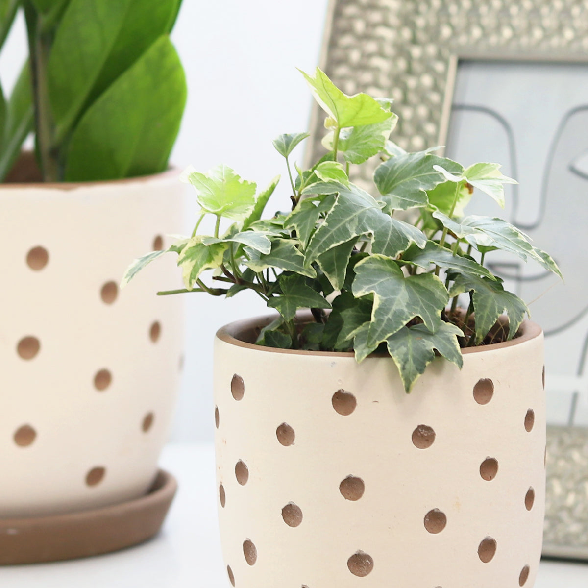 ceramic pots for indoor plants with drainage holes Clay White Polka Dot Planter with Drainage Hole, Succulent Terracotta Pot for Sale
