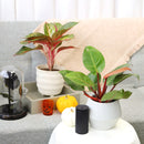 philodendron prince of orange, philodendron prince of orange care, full grown philodendron prince of orange, prince of orange philodendron for sale, Philodendron Prince of Orange in ca