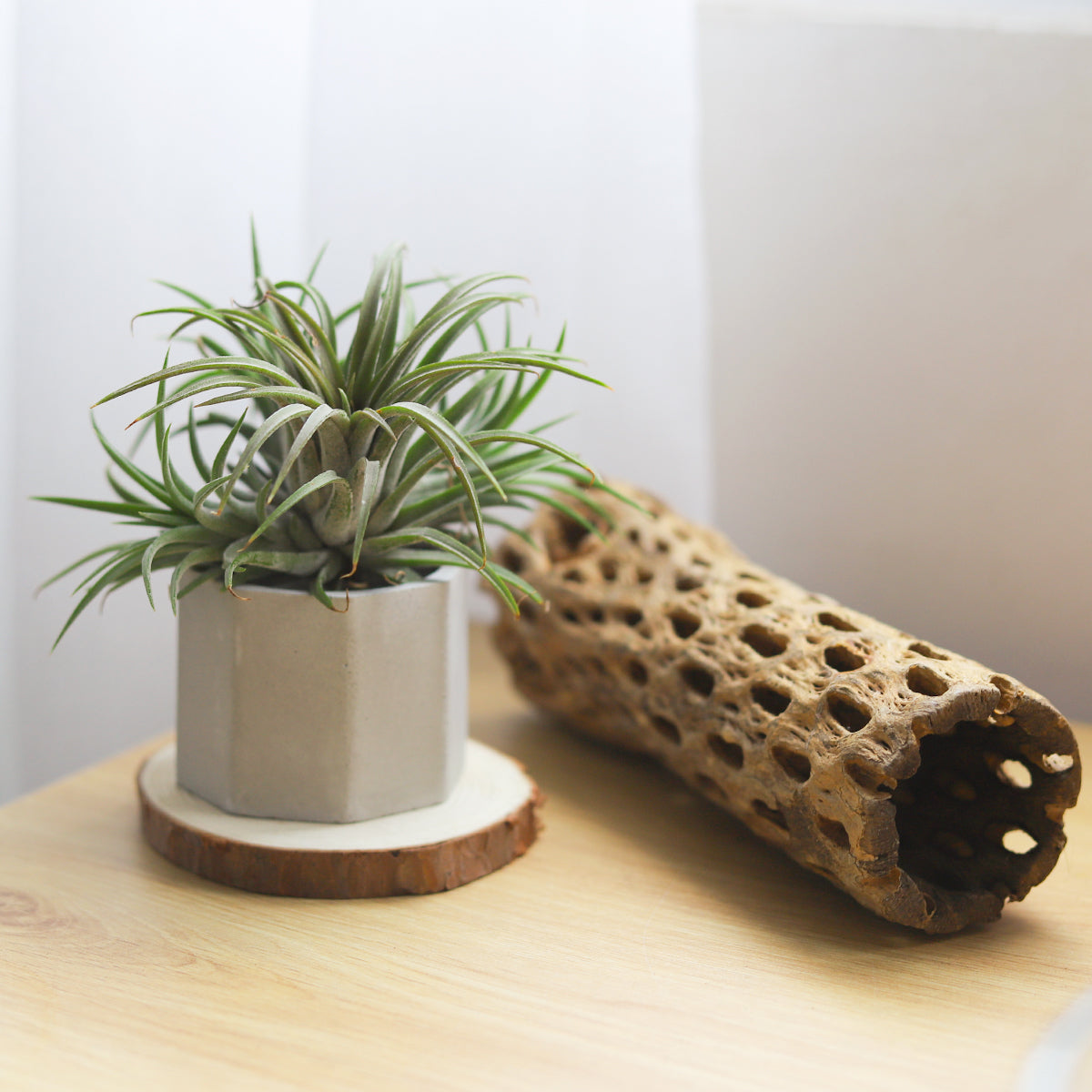 Octagon Cement Mini pot, Octagon Cement Mini Air Plant display, Mini Air Plant display ideas, cement plant pot, air plant holder ideas, cute air plant holder, mini succulent pot