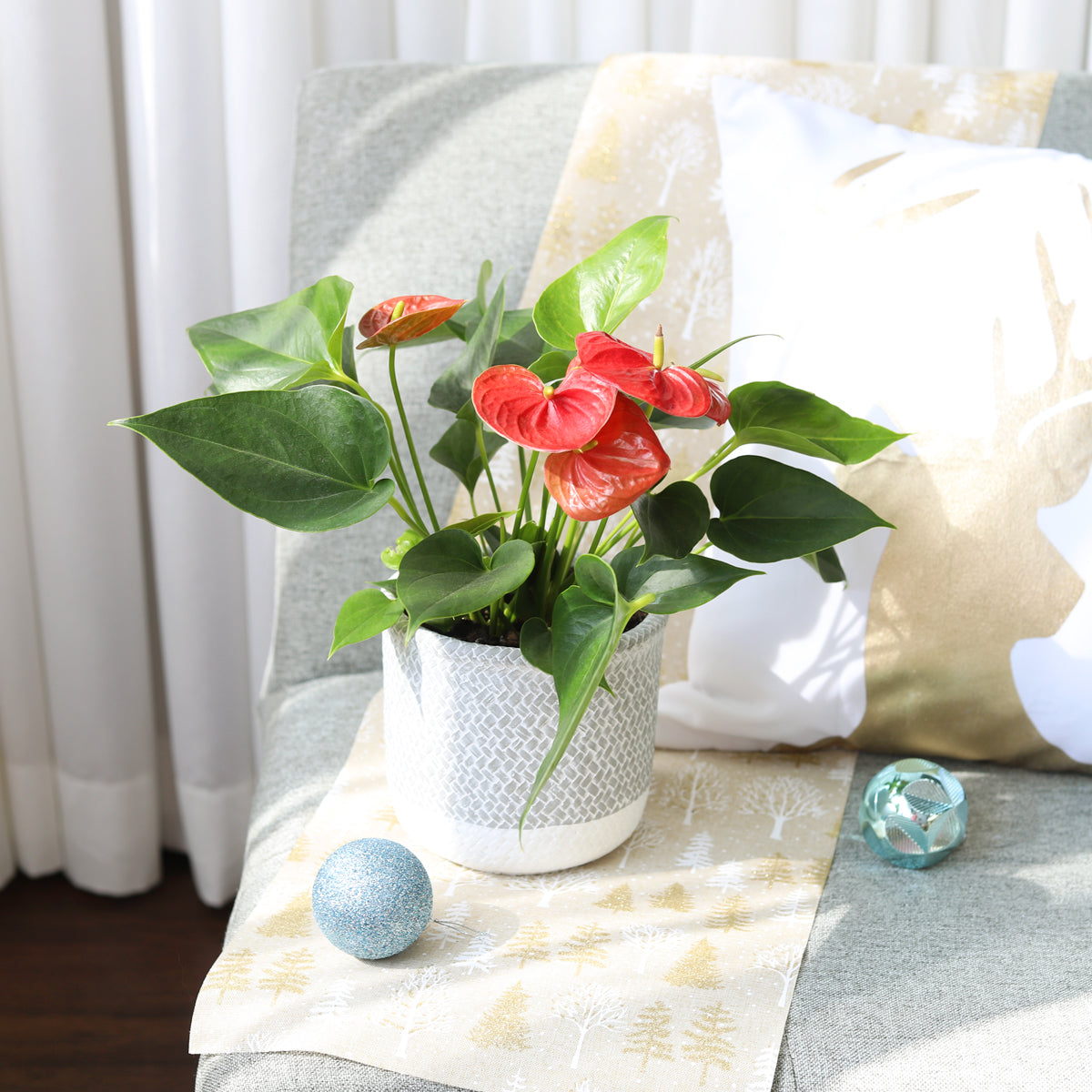 buy anthurium plants online Anthurium Red - Flamingo Flower