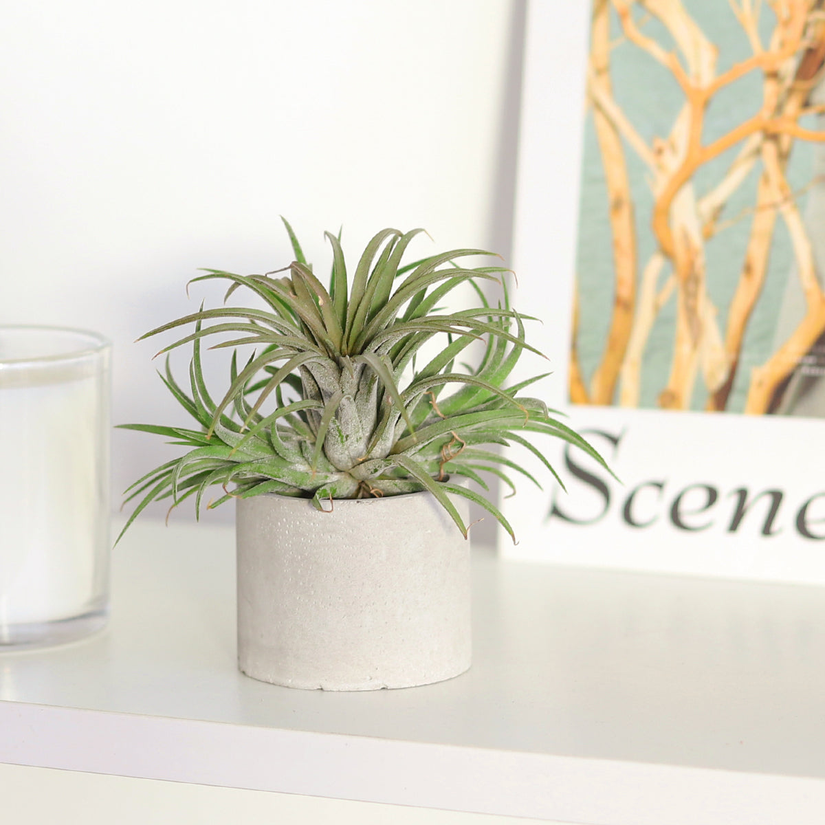 succulent pot holder Round Cement Mini Air Plant Holder - Mini Cement Succulents Planter