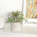buy Round Cement Mini Air Plant Holder online, Mini Air Plant display ideas, air plant holder, air plant display, unique air plant holder, mini cement planter
