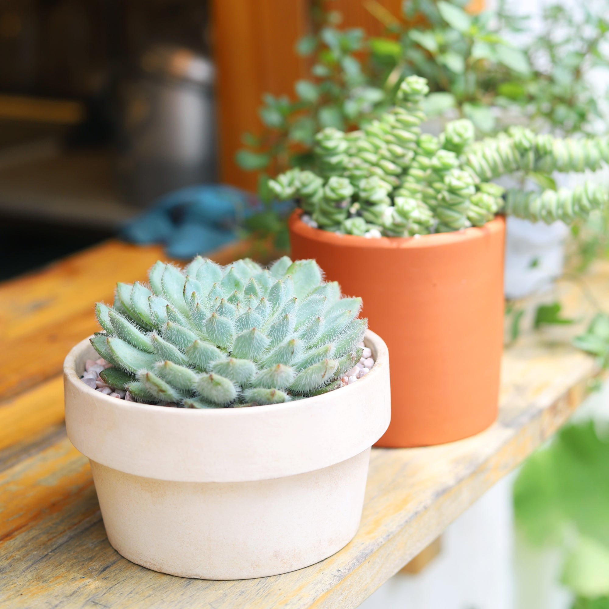 Echeveria Setosa var. Deminuta, rosetted succulents, club-shaped leaves succulents, blue green succulents, unique succulents for home decor, succulents for sale 