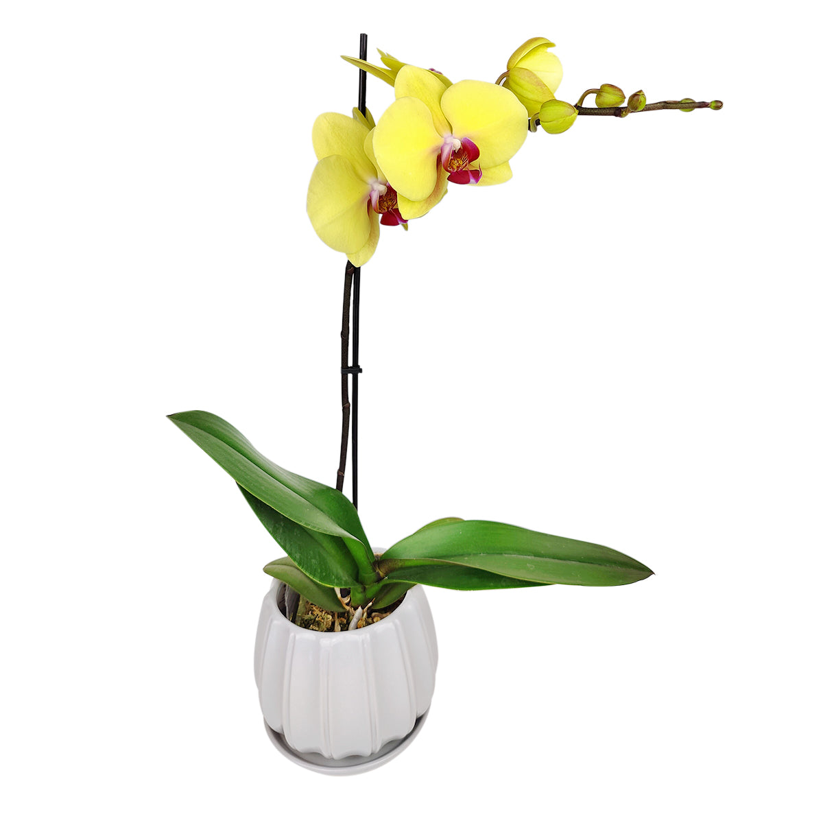 orchid plants, orchid pot, orchid, orchid flowers, orchid pots with holes, live orchid plants, phalaenopsis orchid, yellow orchid flowers, care tips for growing orchid flowers