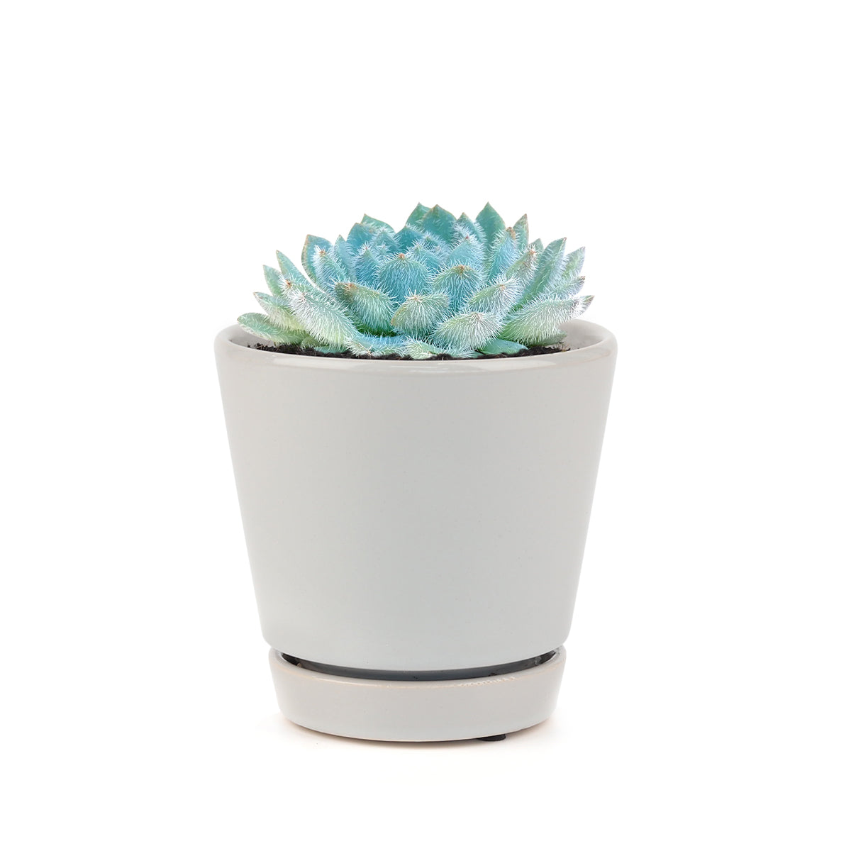 How to grow Echeveria setosa var deminuta, echeveria, echeveria succulent, echeveria types