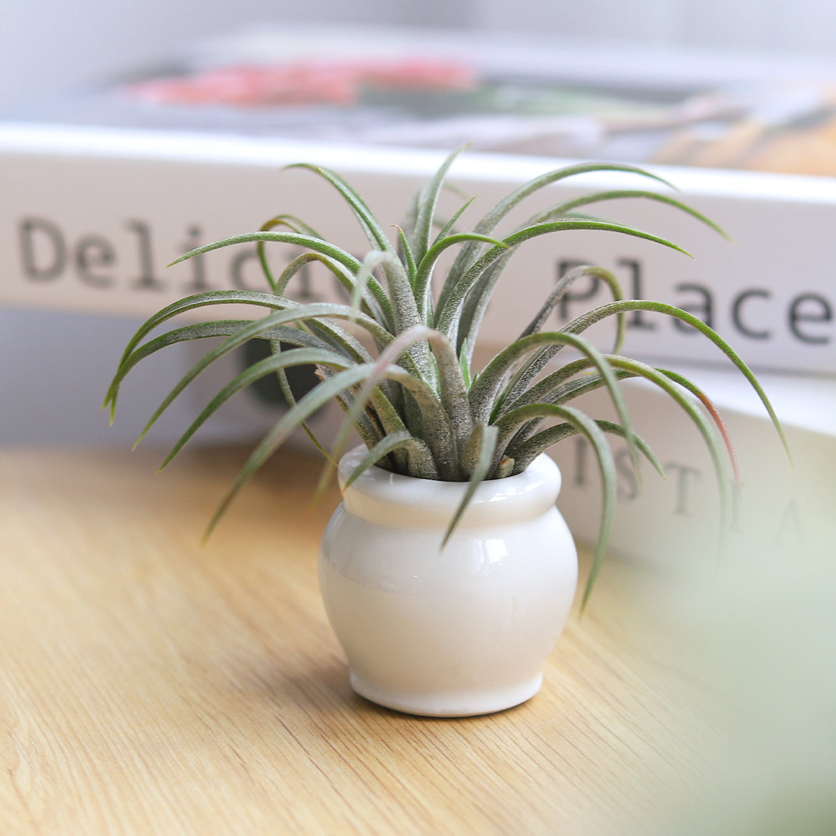 white air planter Rotund White Glazed Glossy Ceramic Mini Air Plant Holder
