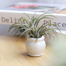 white ceramic mini air plant holder, air plant holder, mini pot for plant, mini pot for air plants, mini pot for succulents, compact-design air plant pot, small pot for succulents and air plants