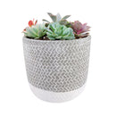 rosette succulents, colorful succulents, stunning succulent arrangement for home and office decor, unique succulent plants